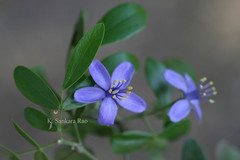 Guaiacum officinale